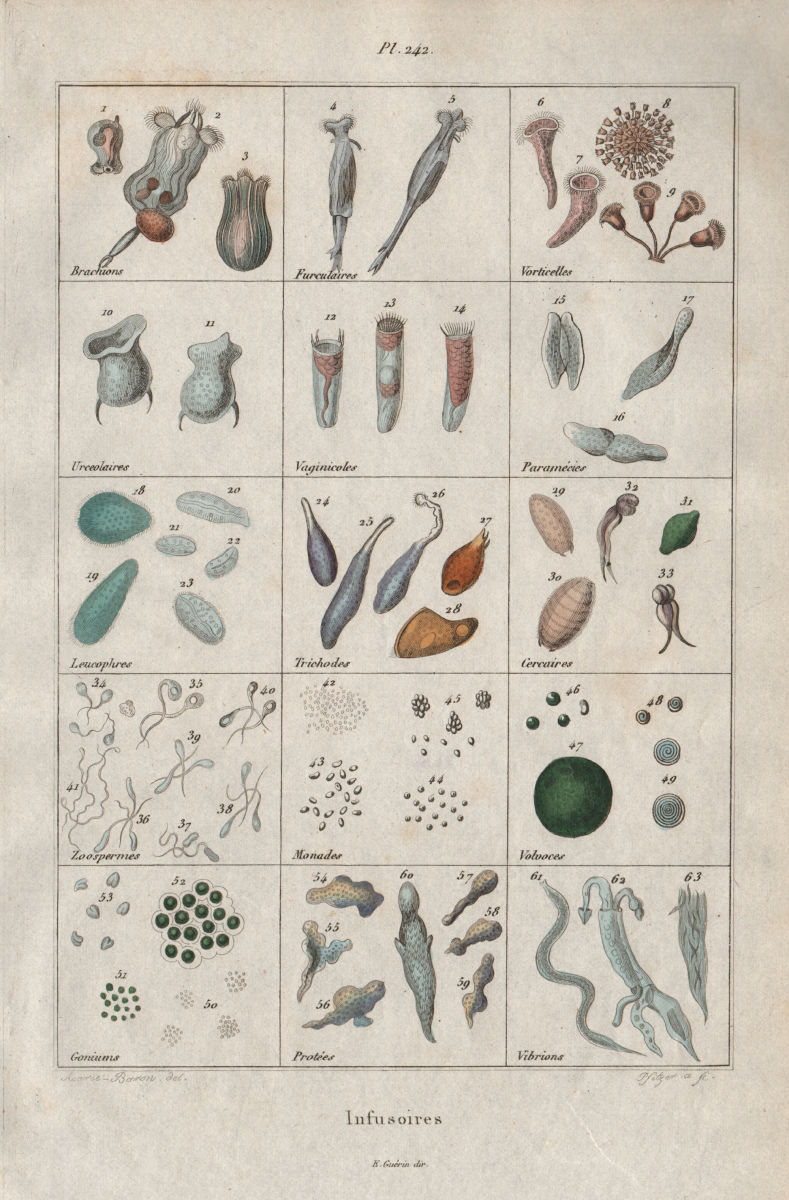 GEOLOGY. Infusoires (Infusoria) I 1833 old antique vintage print picture